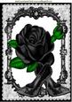 Beautiful Rose, Sparkle Black Shoes in Lace Frame A4