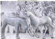 White Horses, Blue Poinsettias in Snow Glazier A4