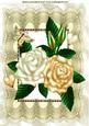Cream/gold Roses on Vintage Lace A4