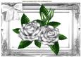 Silver Roses in Silver Ornate Frame A4