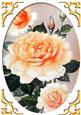 Pretty Peach Roses in Oval Frame A4