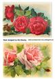 Beautiful Red and Pink Roses Quick Cards
