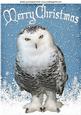 Snowy White Owl in the Snow A4