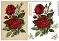 Vintage Red Flowers with Butterflies
