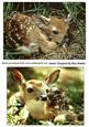 Gorgeous Little Deers in the Woodland Cards