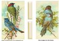 Blue Finches Cards