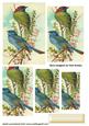 Blue Finches on a Branch, Pyramids