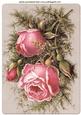 Pink Winter Roses with Brambles A4