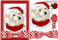 Lovely Westie in Red Gingham Frame with Bow & Rose