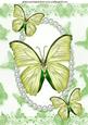 Pretty Green Butterflies in Pearl Frame A4