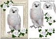 Snowy White Owl with White Roses
