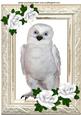 Snowy White Owl with White Roses A4