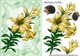 Cream Lilies with Little Hedgehogs