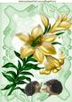 Cream Lilies with Little Hedgehogs A4