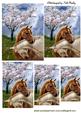 Horses Heads Entwined in the Meadow Pyramids