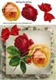 Red and Yellow Roses with Bow 8x8