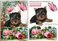 Cute Yorkshire Terrier with Rose in the Garden
