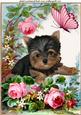 Cute Yourkshire Terrier with Roses in the Garden A4