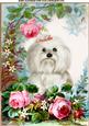 Cute Westie with Rose in the Garden A4