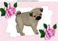 Gorgeous! Cuddly! Little Pug , Pink Roses A4