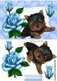 Little Yorkshire Terrier with Blue Roses