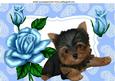 Little Yorkshire Terrier with Blue Roses A4