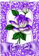 Pretty Purple Rainbow Rose with Bow A4