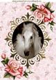 White Horse in Ornate Frame with Roses A4