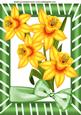 Golden Daffodils with Bow in Frame A4
