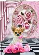 Cute Chihuahua with Pink Roses A4