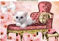 Princess White Fluffy Kitten on Chaise Lounge A4