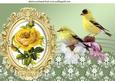 Yellow Roses with Yellow Birds A4