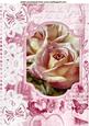 Pink Rose in Bracket Frame on Script with Lace A4