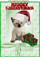 Cute Kitty in Santa Hat with Pressies A4