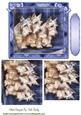 White Scotties in Blue Tartan Frame Pyramids