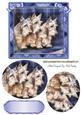 Scottie Dogs in Blue Tartan Frame Oval Pyramids