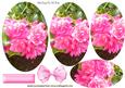 Bright Pink Flowers Oval Pyramids