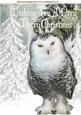 Snowy White Owl in Snow Scene A4