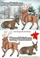 Deer and Brown Stag in the Snow
