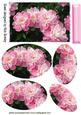 Pretty Pink Peonies with Oval Pyramids
