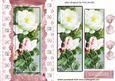 Pink and White Wild Roses with Lace & Pearls Pyramids