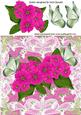 Pretty Pink Flowers with Butterflies and Lace 8x8