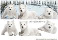 Cute White Polar Bears Playing in the Snow Dl