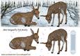 Pretty Deers Playing in the Snow Dl