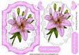 Pink Lily on Lace with Butterflies