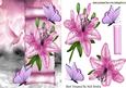 Pink Lillies and Butterflies on a Scroll with Dove
