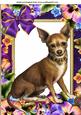Gorgeous Little Chihuahua in Flower Frame with Bow A4