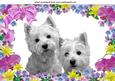 Cute Pair of Westies in Flower Frame with Bow A4