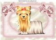 Cute Yorkie Dog with Bows in Lace Frame A4