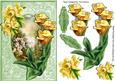 Beautiful Garden of Summer Flowers